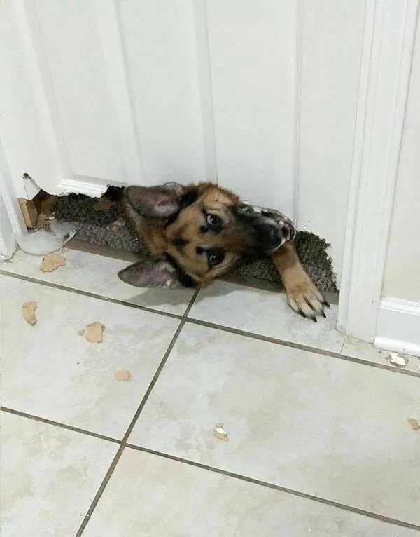 狗子迫不及待想知道今晚吃什么好吃的