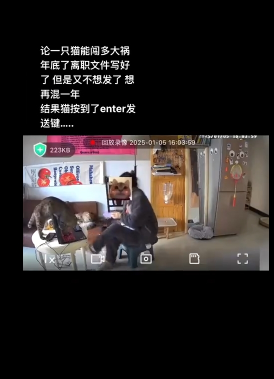 猫：人生是旷野啊妈妈