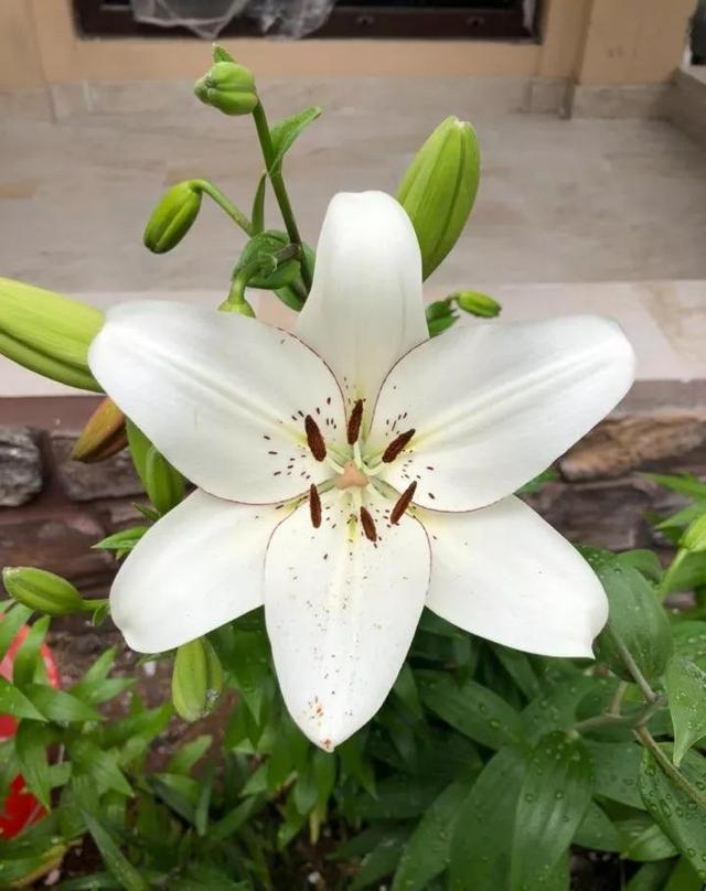 
花不能乱养,特别是带香味的,断不可养在卧室里,晚上还会跟你抢氧气！百合花：它的