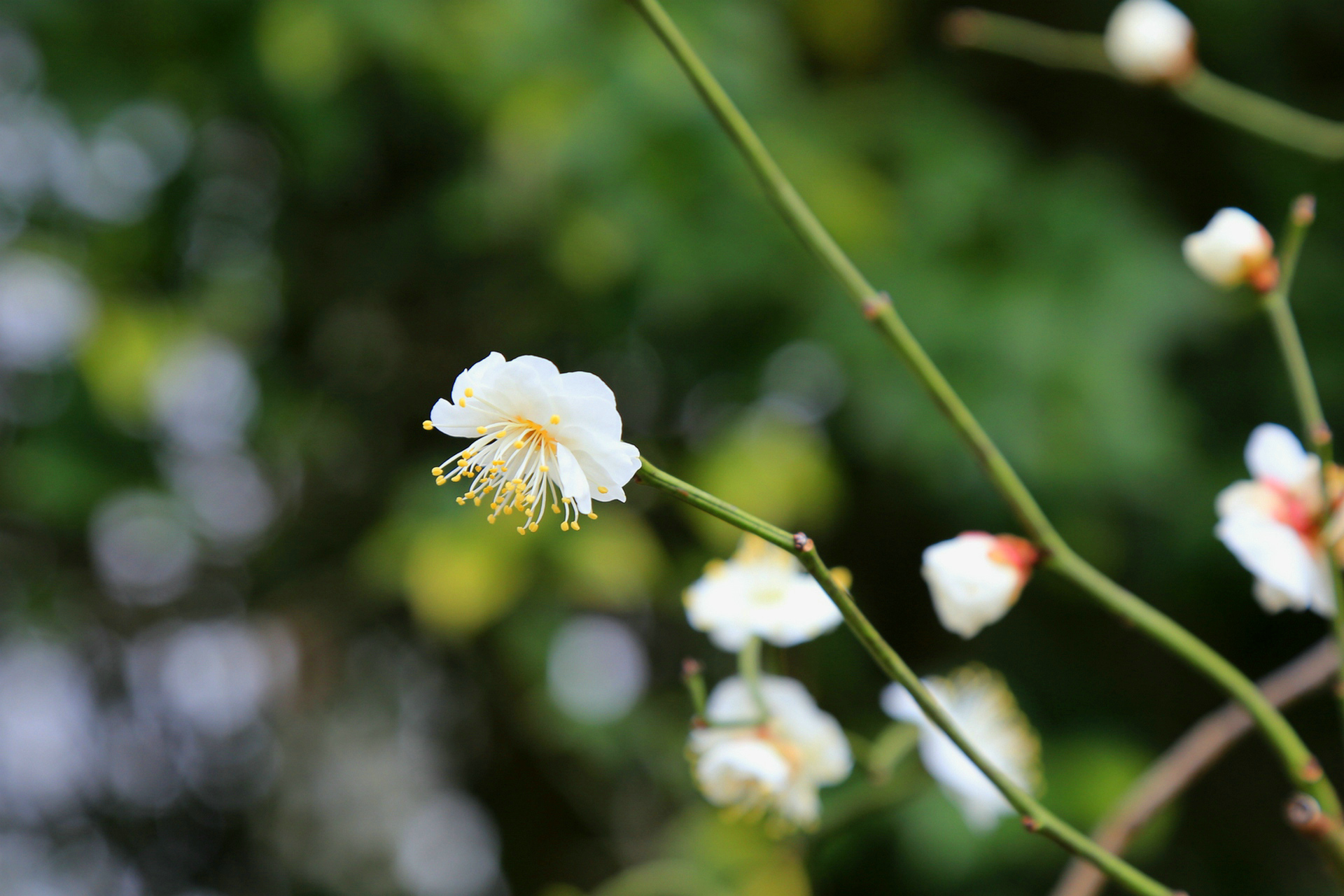 杭州梅花初探，植物园红梅白梅已开，腊梅正浓