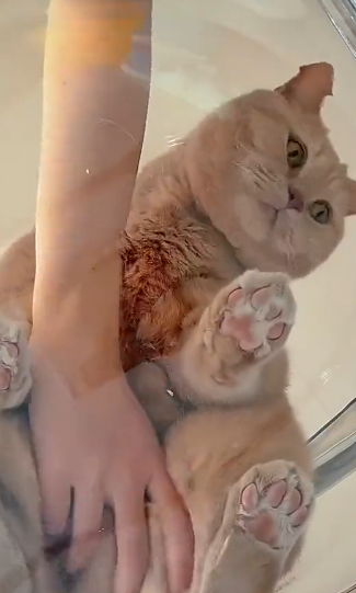 小猫咪能有什么心思呢