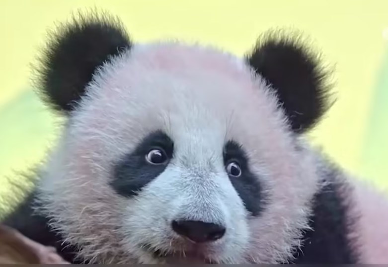 “喀秋莎”首次与游客见面，在俄大熊猫一晃眼都已经变成大孩子了。据俄新社等俄媒报道