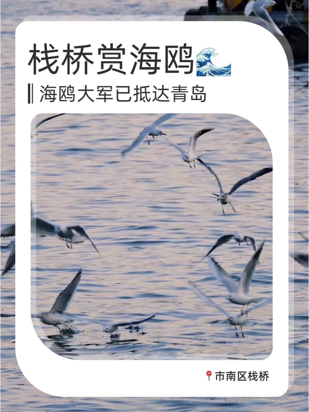 青岛本周去哪⁉️10个热门免费打卡地汇总🔥