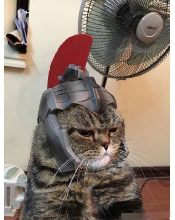 给猫主子买的头盔