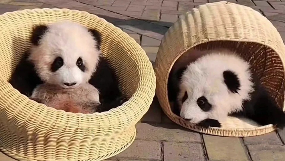 爱姐~聪明勇敢有力气~
真的被爱姐迷鼠啦希望可爱多待久一点，相亲相爱一家熊🐼