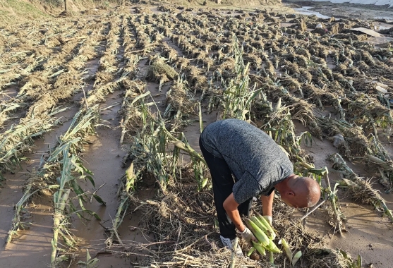 农民的心酸有谁懂？甘肃暴雨过后庄稼地一片狼藉，辛辛苦苦一年的劳作化为乌有，农民在