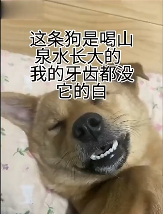 这条狗是喝山泉水长大的