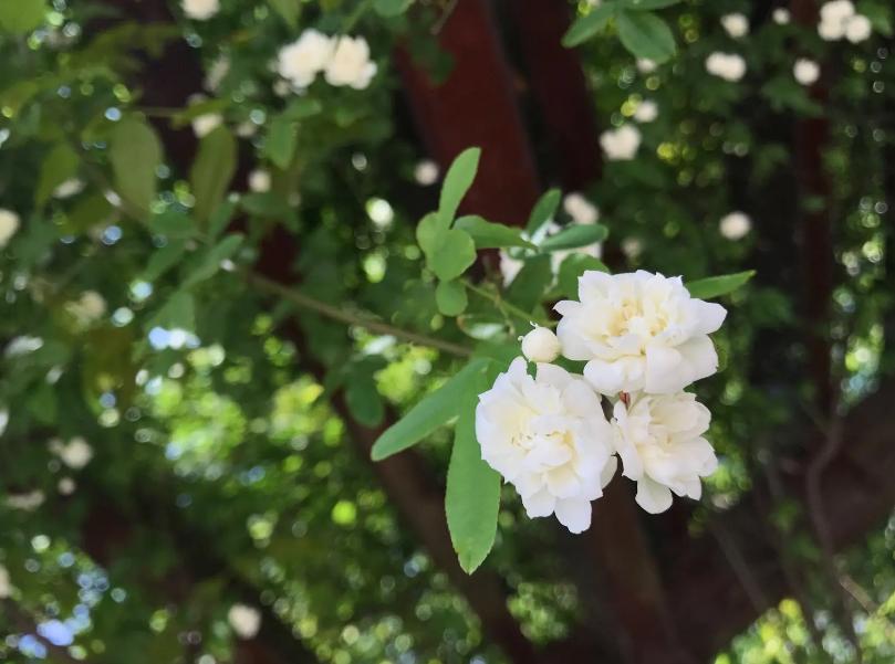古诗词里的木香花，花开似海，香气迷人