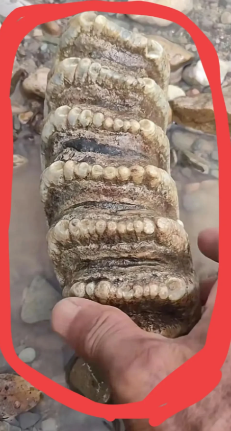 太奇怪了！在福建，有个哥们儿去河里捞鱼玩。突然，岸边一块石头把他吓了一大跳。于是