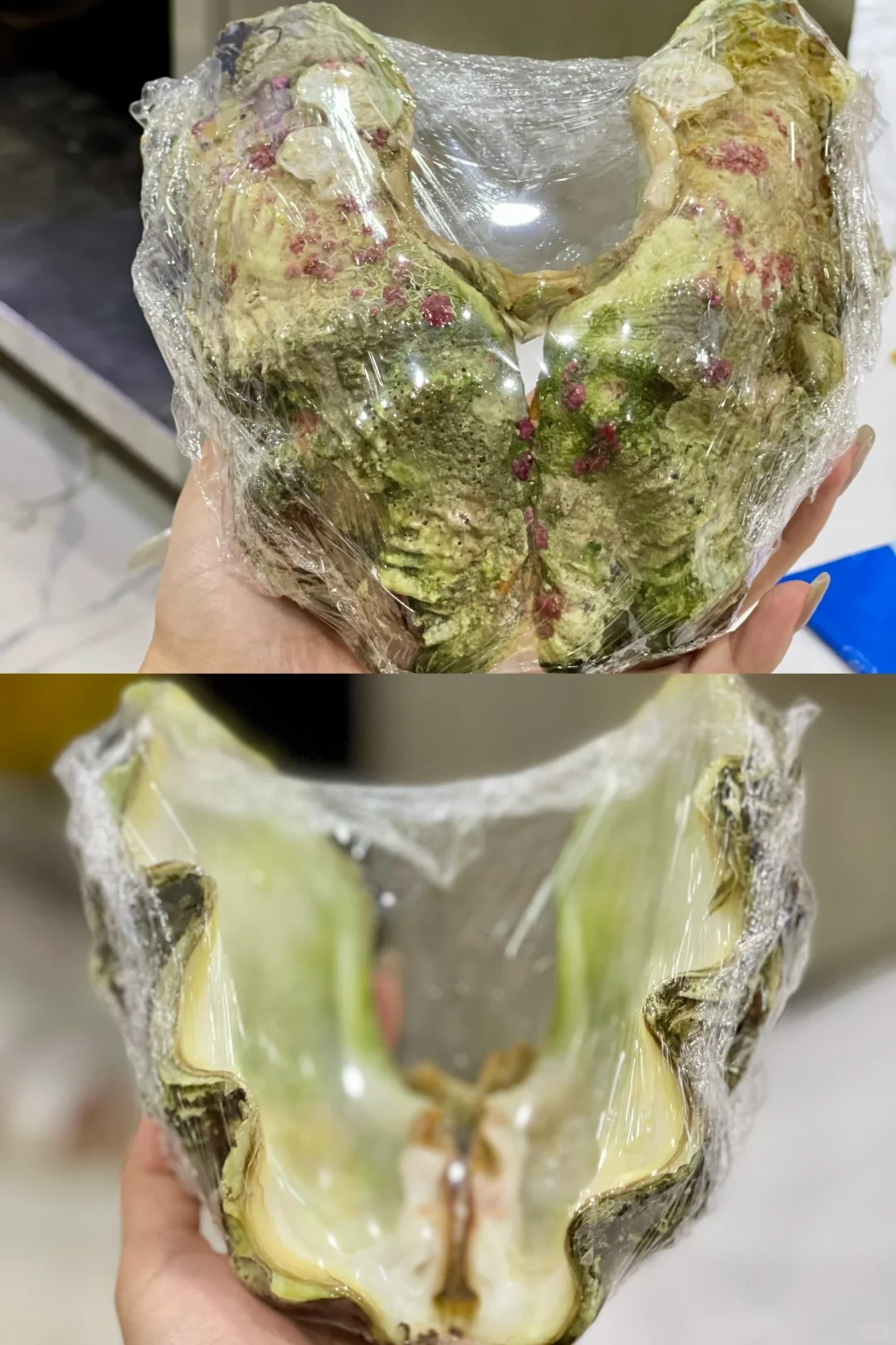 在埃及餐厅吃饭 老板哥送了个很刑的贝壳
坐标红海赫尔格达
餐厅老板说回去自己洗洗