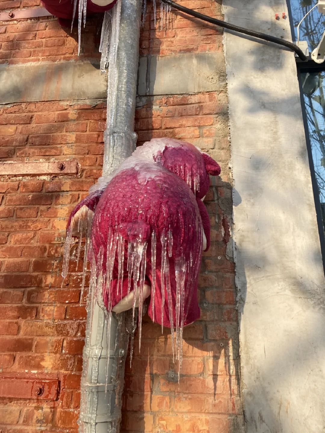 无语了 😓草莓熊它也结冰了
草莓熊它也结了冰🍓哈哈哈哈
长长的冰凌，偷偷告诉