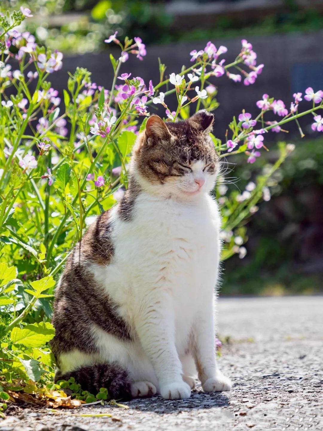 无忧无虑的生活真好