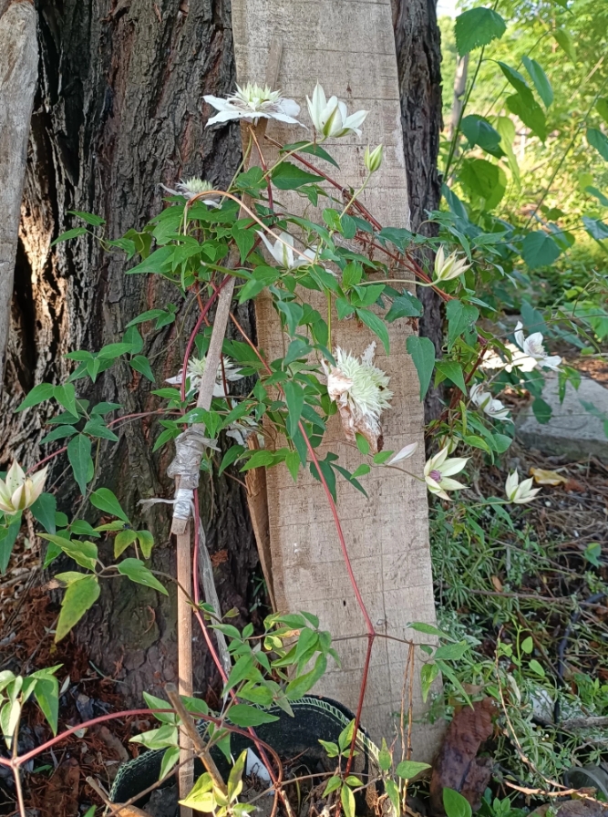 这是什么花，我第一次见到，知道的请告知，谢谢！