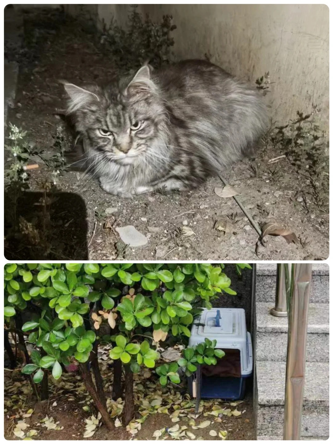 一只带着留置针被人扔出来的缅因猫
前几天我的一位领养人小区里的人发现了一只流浪的