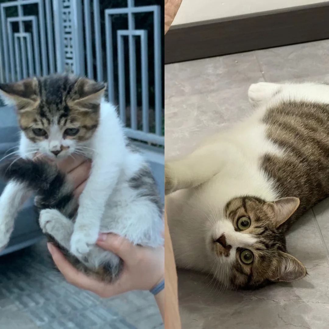 简州猫都长这样吗
小时候小小，长大屌屌