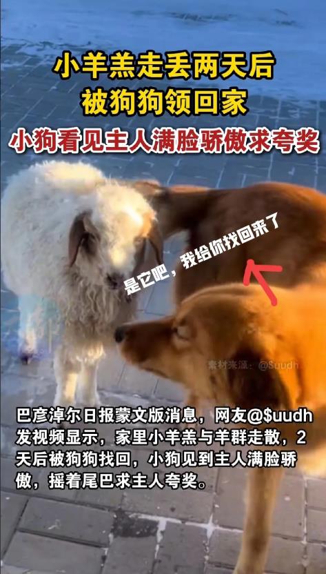 近日，在内蒙古一只小羊羔走丢了，两天后，家里的小狗狗居然把它带回来了，见到主人后