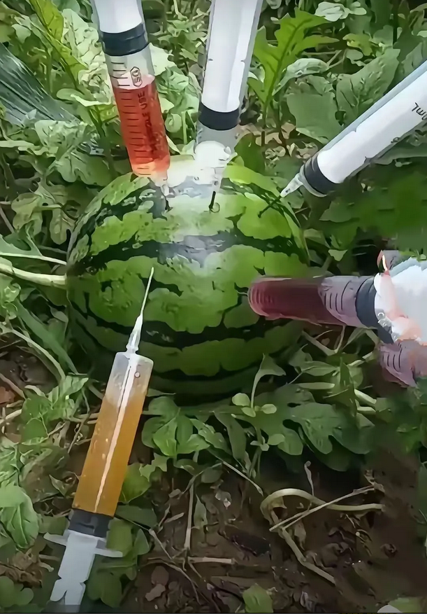 现在吃的西瓜真的是这样吗？不敢想象