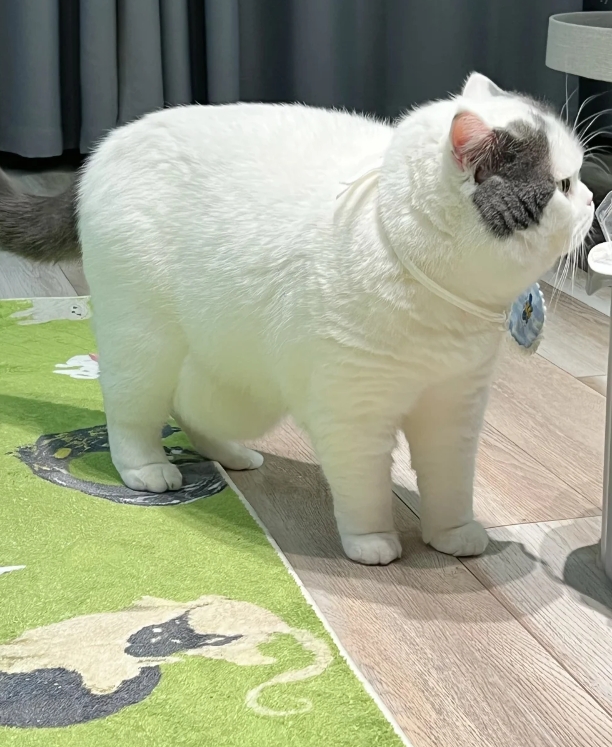 猫咪能有多肥？