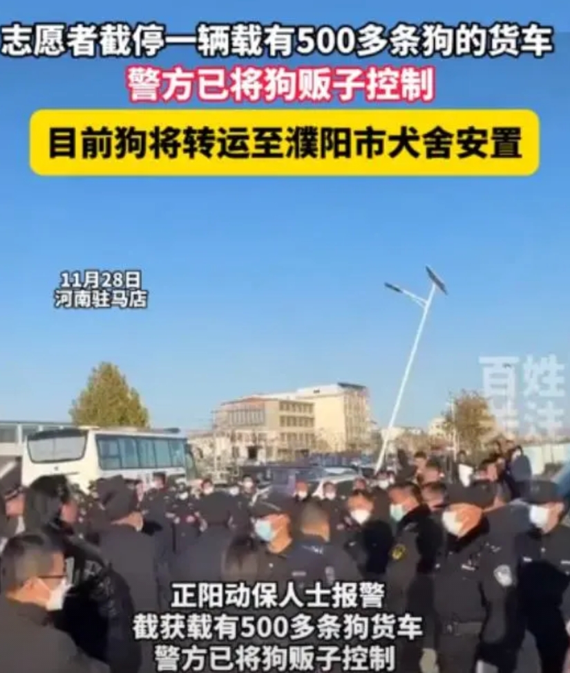 “严惩不贷！”11月28日，河南，志愿者截停一辆载有500多条狗的货车，警方已将