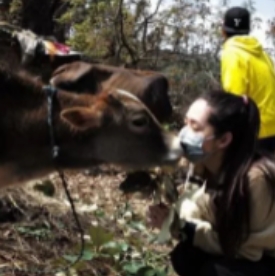 “拿着鸡毛当令箭，太欺负人了！”新疆石河子，一女子家的76头奶牛被捕杀后，国家补