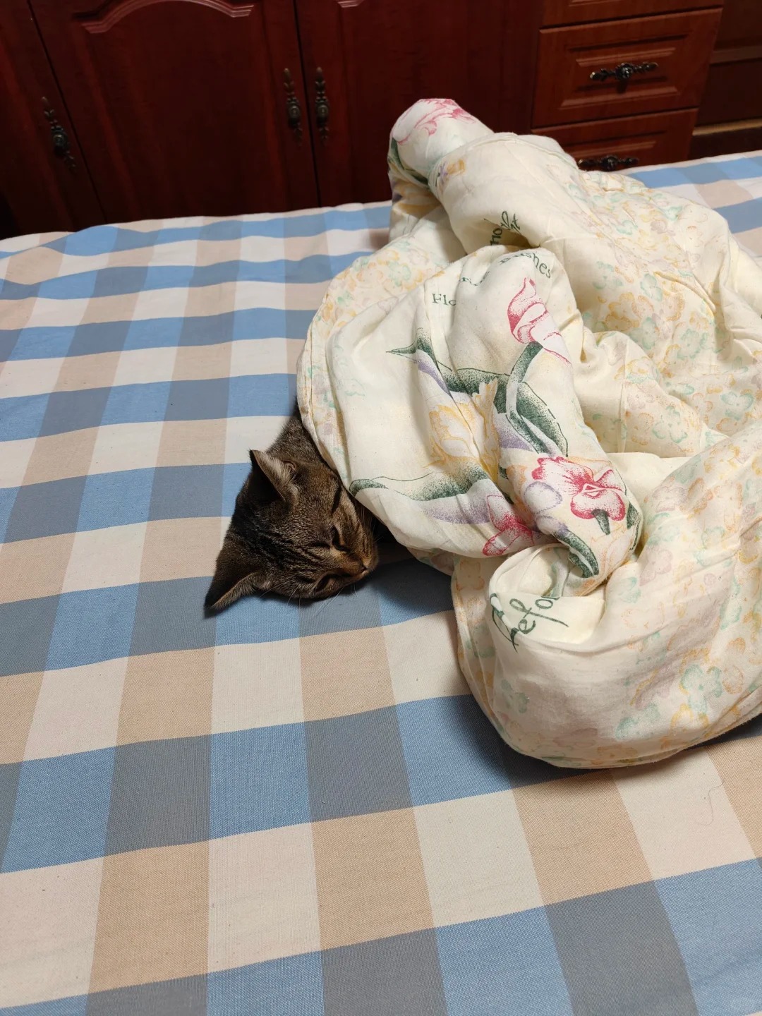 凌晨五点被窝发现一只狸花猫给我吓个半死
他在枕着我屁股睡觉#狸花猫 起因竟是我爹