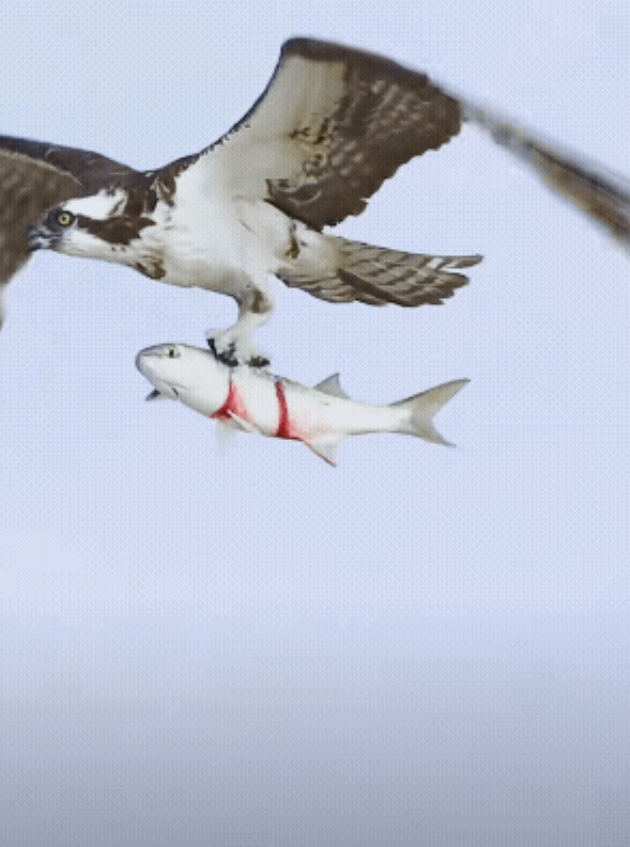 有摄影师拍到了震撼的一幕。

一只老鹰捕抓到了一条大鱼，为了不让这条鱼坠落，老鹰