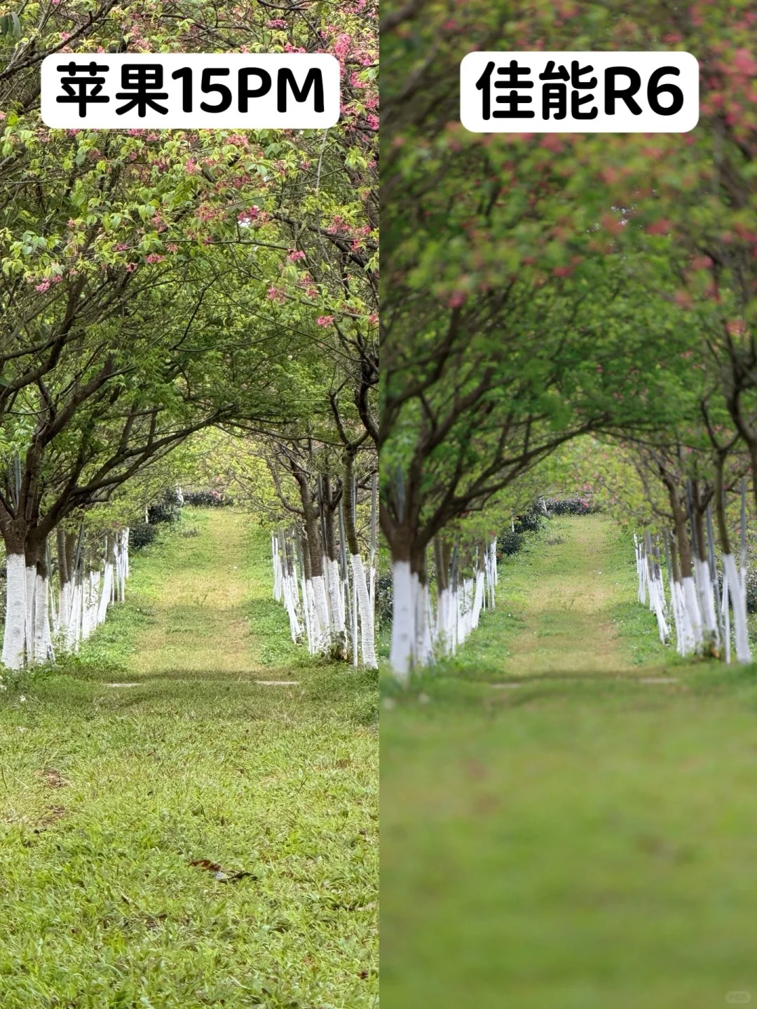 同一机位焦段拍的绿道，为啥一个实一个虚呀？
【对比器材】⚙️：
📱iPhone