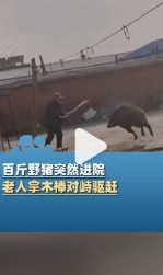 11月19日，辽宁鞍山，百斤野猪突然进院，老人拿木棒对峙驱赶，拍摄者：野猪最终被