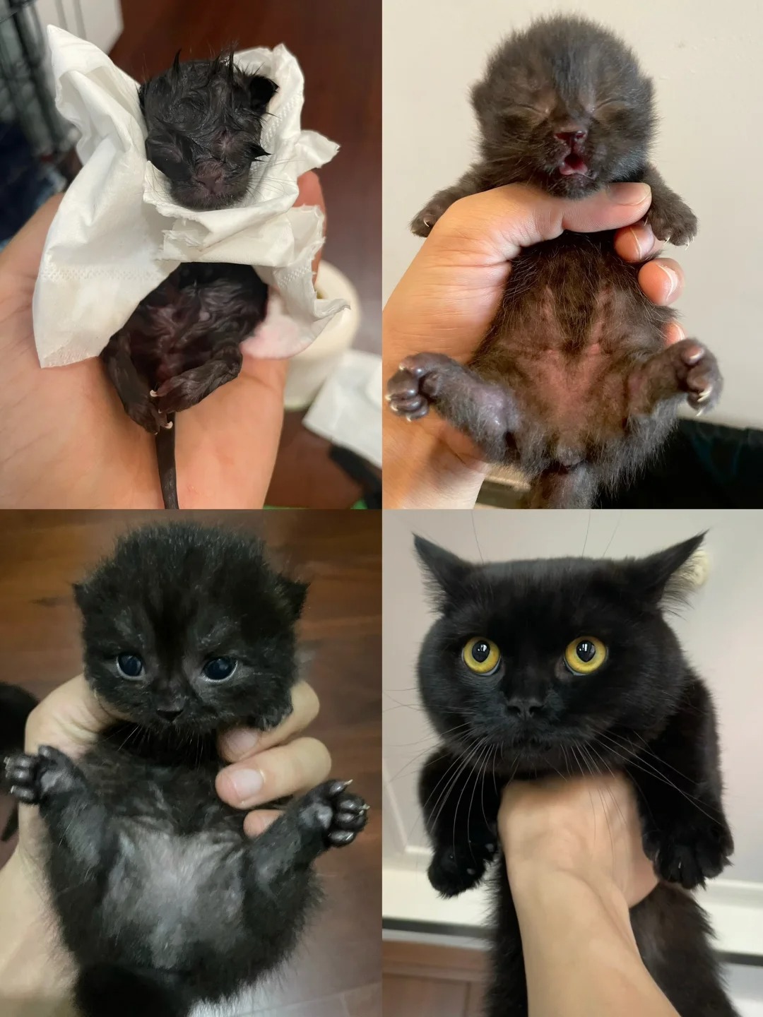 一只细狗👉猫总裁的逆袭之路
自己亲手接生的家人呀~
希望你健健康康茁壮成长！
