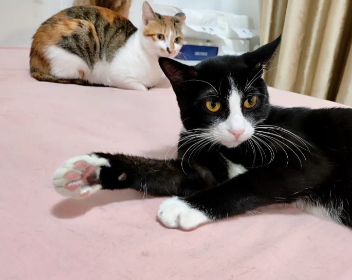猫要不要这么搞笑？
