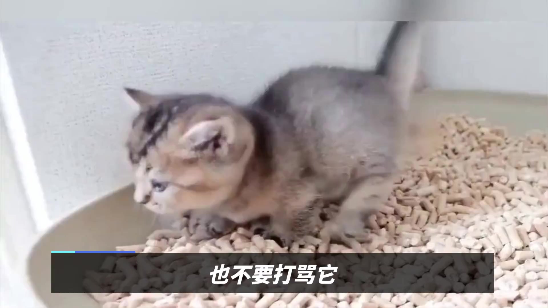 如何训练小猫咪上厕所