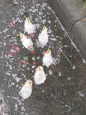 下雨天被打落的玉兰花会变成