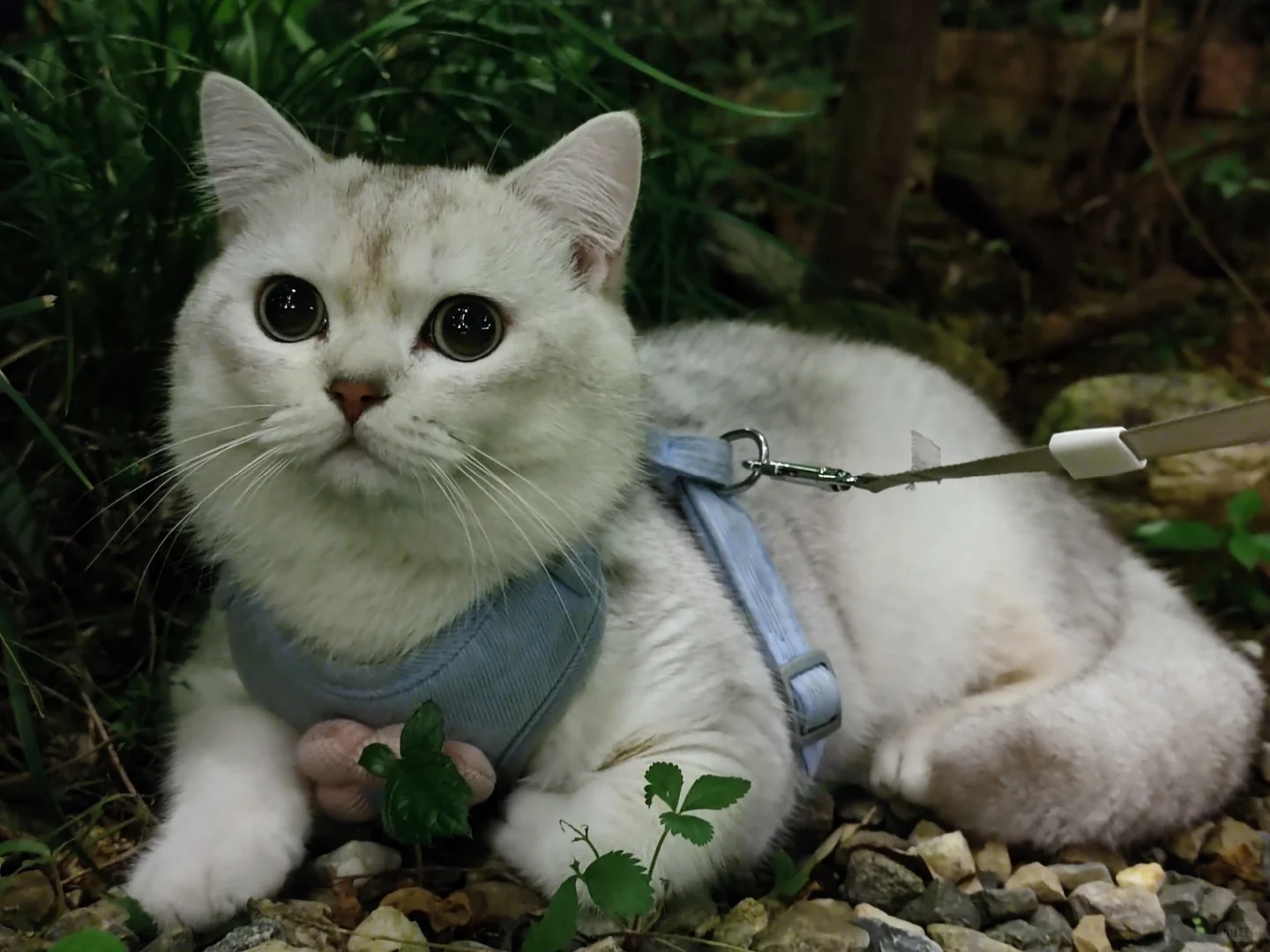 大眼猫猫