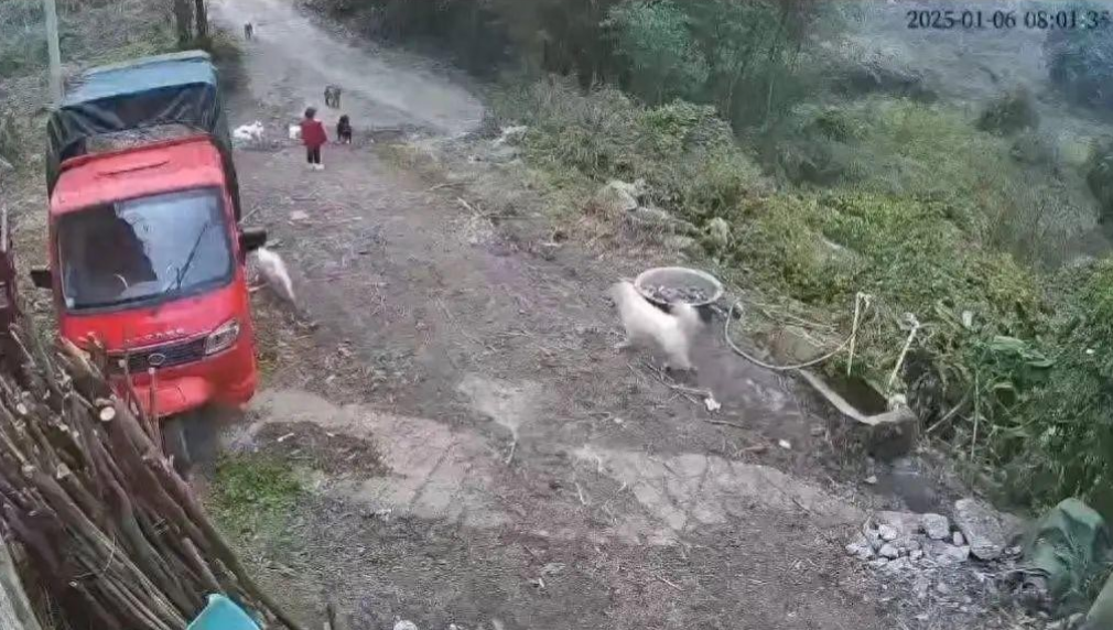 震怒！又是恶犬咬人！三岁女童全身缝合估算三四百针，全身多处皮肤严重撕裂，七八只恶
