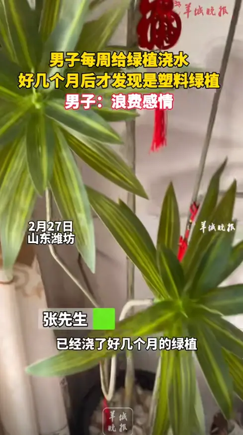 男子：你看我养植物还行吧，几个月了叶子还那么绿！