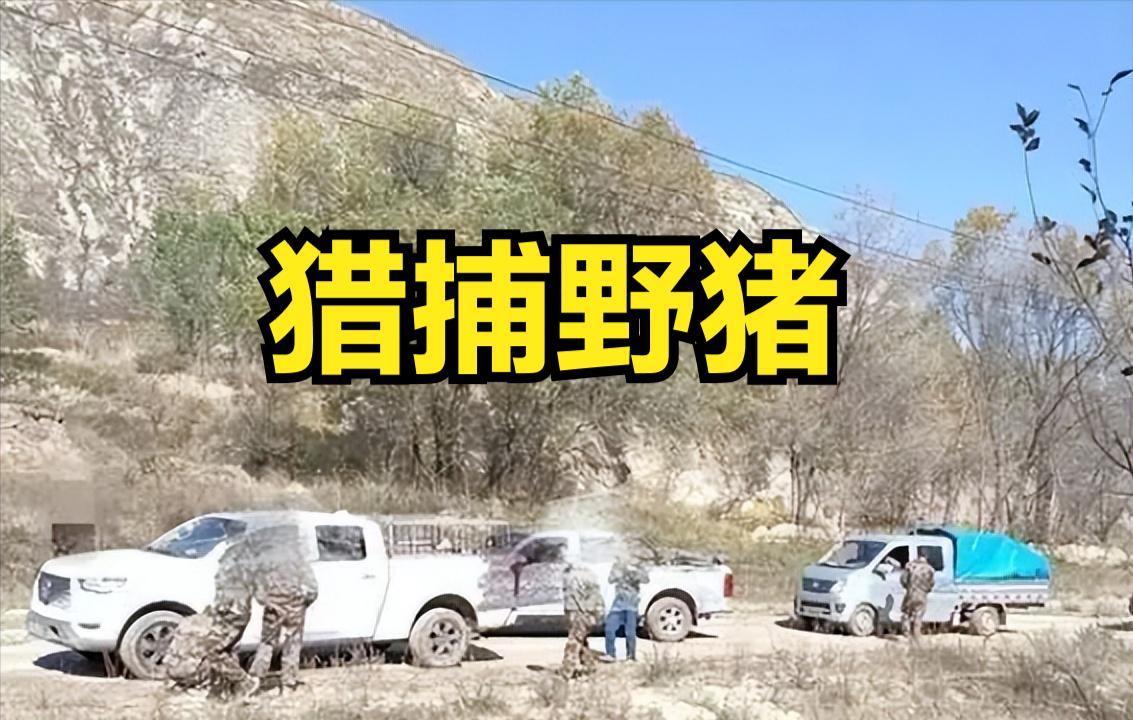 “宁夏：抓一头野猪奖2400元”
固原市西吉县野猪太多，消灭猪害，每捕一头野猪就