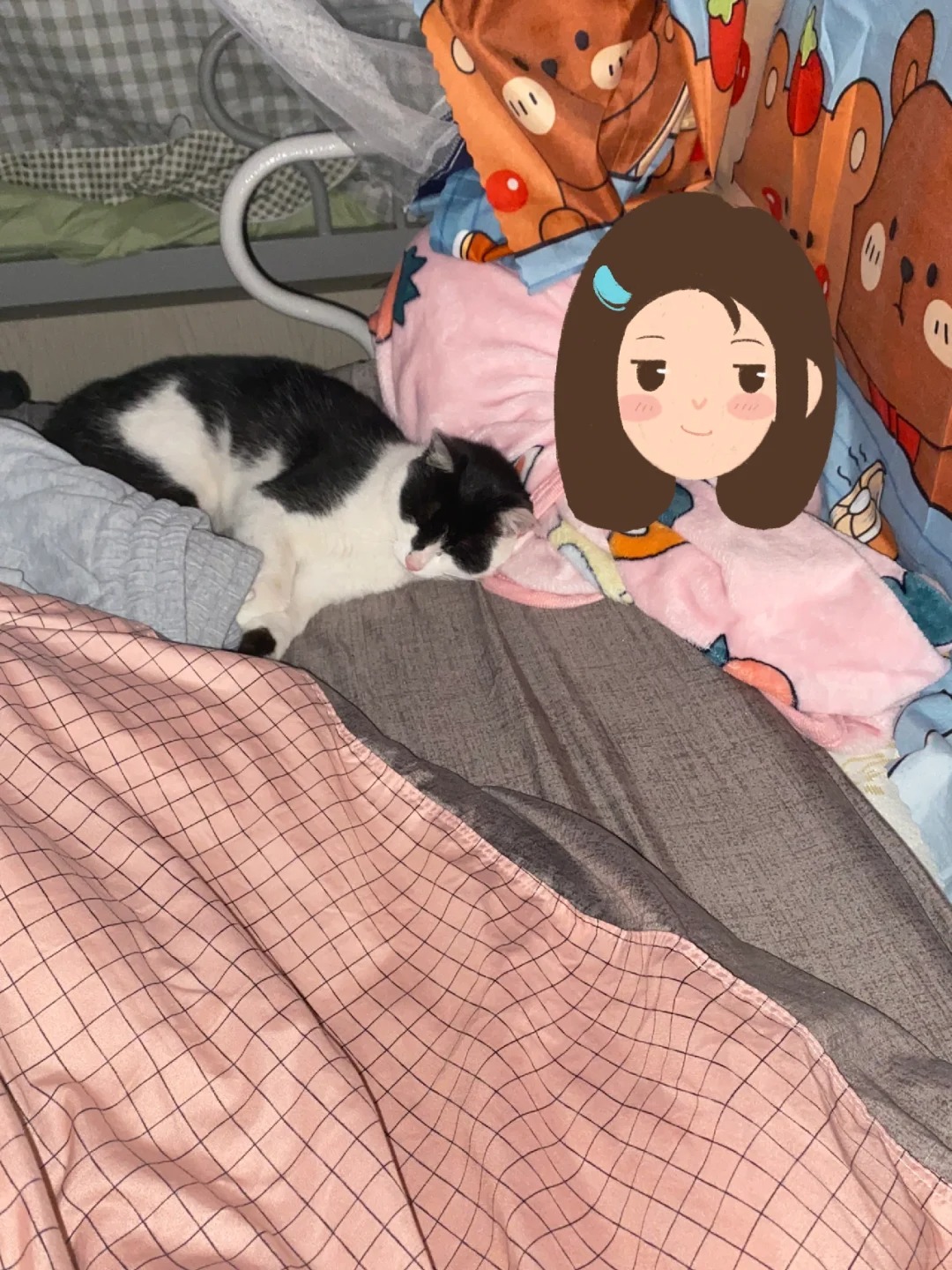 “霸道小猫强入女寝，崩溃女大深夜哭泣”
小猫三天进了两次宿舍 两次都睡在我的床上
