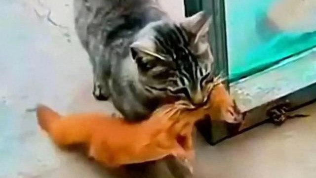 厉害了！山东泰安，有村民拍到了自家狸花猫，抓到只好肥的黄鼠狼