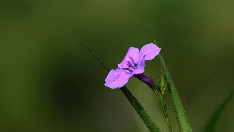 铁线蕨的轻纱：书桌旁的绿意薄雾