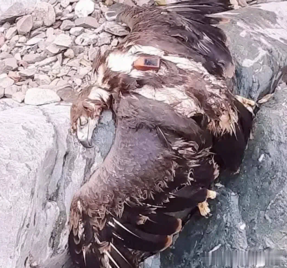 一只配备了全球定位系统的老鹰，它一生中所划过的飞行轨迹，无疑是地理学的顶尖杰作！