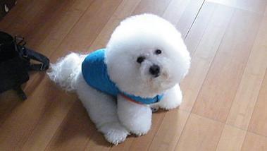 比熊把你当“亲妈”了，会有这些行为，骗不了人的！