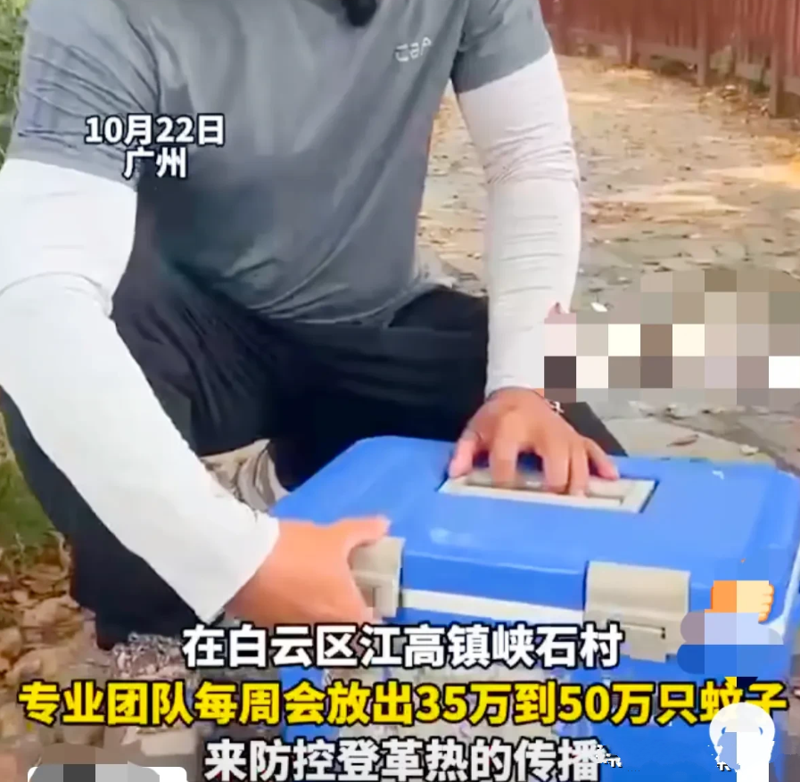 广州有个村子，竟然花钱请人，每周放30万-50万只蚊子！

据悉，这些被放出来的