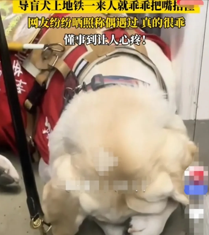 有人在北京地铁上，看到一只导盲犬，它上了地铁之后，就乖乖的领着主人找座位。
看到