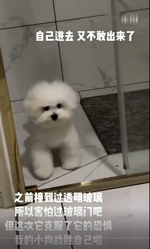 狗狗因对主人的爱而克服了恐惧