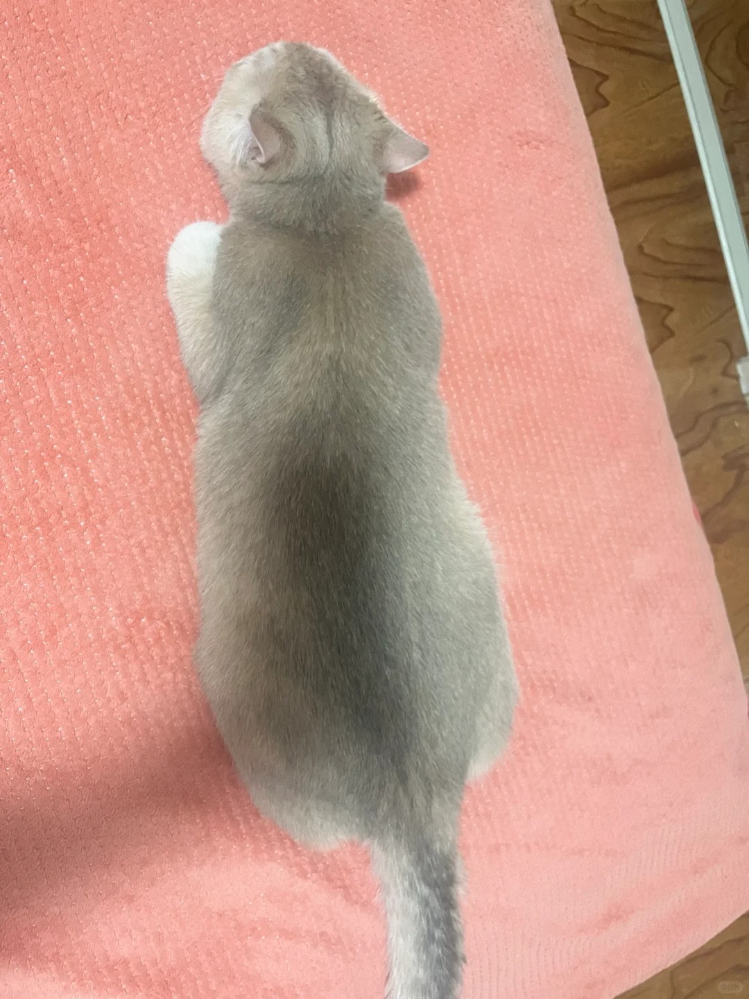 为什么有小猫这么爱板鸭趴啊
奇奇怪怪的睡姿