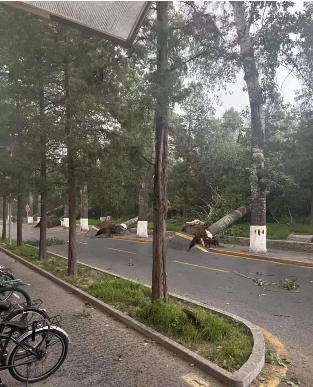 一场大雨后的清华园