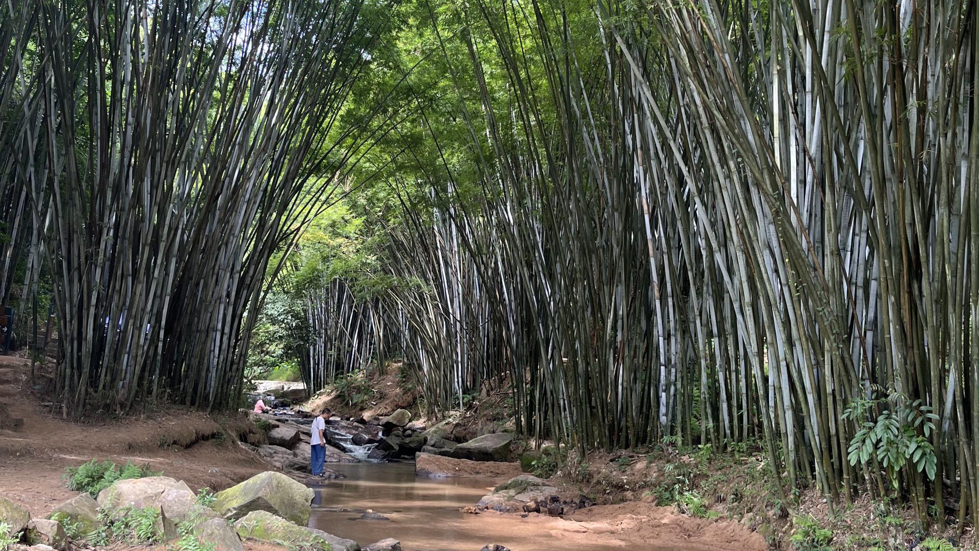 地铁长平站 广州也能溯溪徒步了