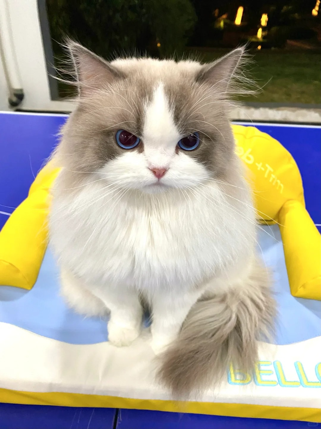 “你出去玩怎么不带我！”
生怕出门不带着他
知道要出去了 就垮着个小猫脸
奶米：