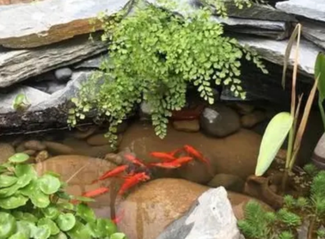 曹女士40岁，丈夫应酬多，儿女外地求学，她生活无聊。朋友建议她养宠物，她见院子池
