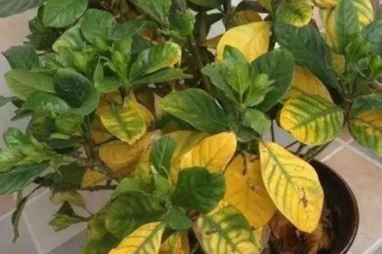 烦恼绿植总黄叶，就学学这几招